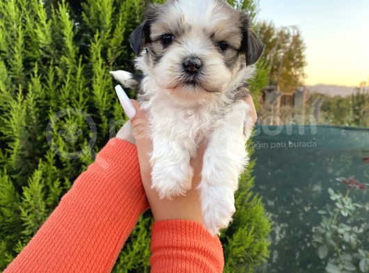 Sağlık Ve Irk Garantisi Altında Shih Tzu Yavrularımız görsel