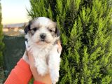 Sağlık ve ırk garantisi altında shih tzu yavrularımız