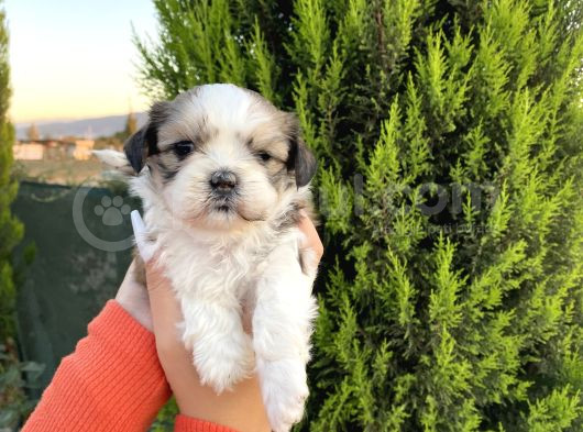 Sağlık Ve Irk Garantisi Altında Shih Tzu Yavrularımız