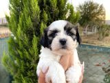 Sağlık Ve Irk Garantisi Altında Shih Tzu Yavrularımız