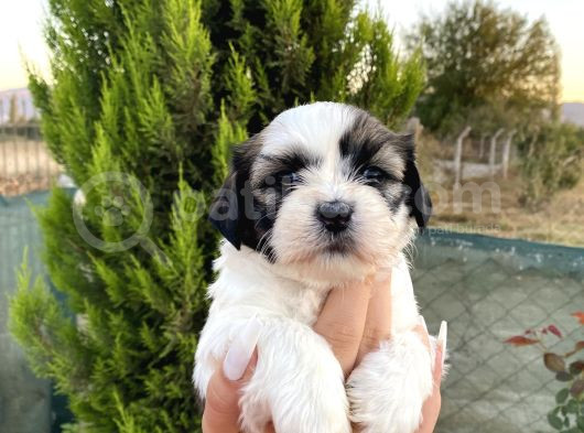 Sağlık Ve Irk Garantisi Altında Shih Tzu Yavrularımız görsel