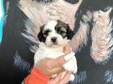 Sağlık Ve Irk Garantisi Altında Shih Tzu Yavrularımız