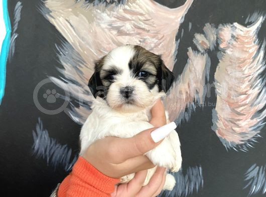 Sağlık Ve Irk Garantisi Altında Shih Tzu Yavrularımız görsel