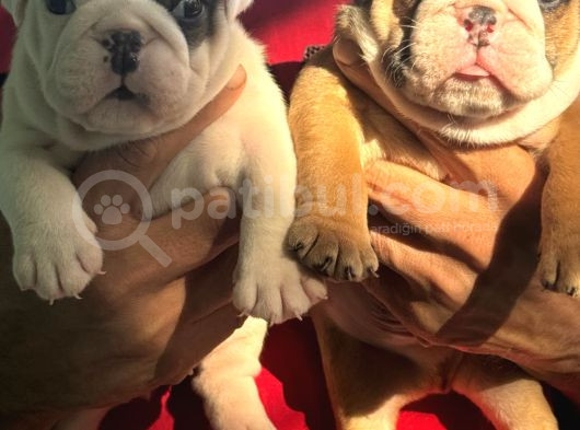 Üst Düzey İngi̇li̇z Buldog Yavrular görsel