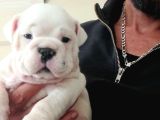 Üst Düzey İngi̇li̇z Buldog Yavrular