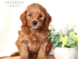 Mini boy puppy kıpkırmızı Red TOOY POODLE 