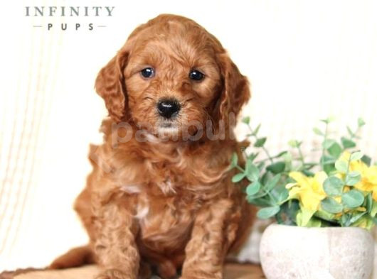 Mini Boy Puppy Kıpkırmızı Red Tooy Poodle 