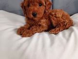 Poodle Ayarında Mini Boy Maltipoo Yavrularımız