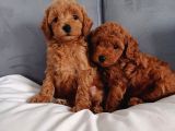 Poodle Ayarında Mini Boy Maltipoo Yavrularımız