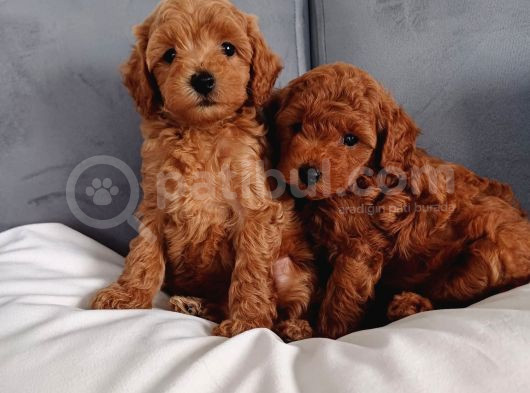 Poodle Ayarında Mini Boy Maltipoo Yavrularımız görsel