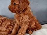 Poodle Ayarında Mini Boy Maltipoo Yavrularımız