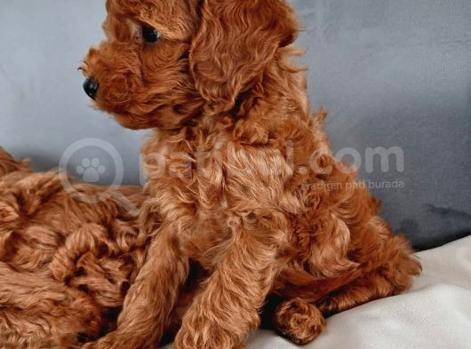 Poodle Ayarında Mini Boy Maltipoo Yavrularımız görsel
