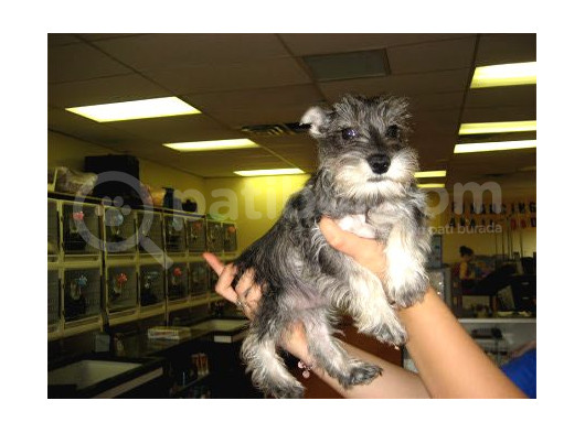 Minyatür schnauzer yavruları Mama ve malzeme Kampanyalı