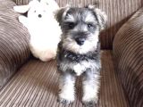 Minyatür Schnauzer Yavruları Mama Ve Malzeme Kampanyalı
