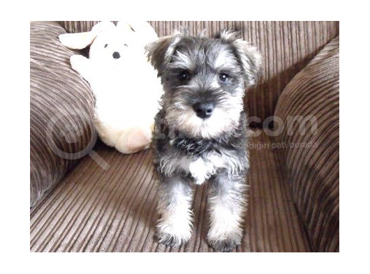 Minyatür Schnauzer Yavruları Mama Ve Malzeme Kampanyalı görsel
