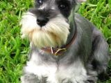 Minyatür Schnauzer Yavruları Mama Ve Malzeme Kampanyalı