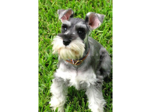 Minyatür Schnauzer Yavruları Mama Ve Malzeme Kampanyalı görsel