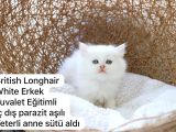 Özel kedi serisi safkan yavrularım