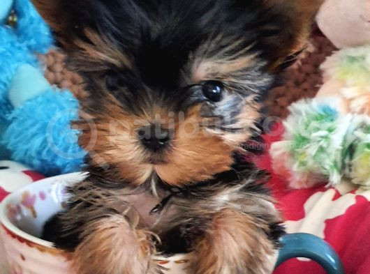 Teacup Yorkshire Terrier Yavrularımız görsel