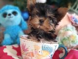 Teacup Yorkshire Terrier Yavrularımız