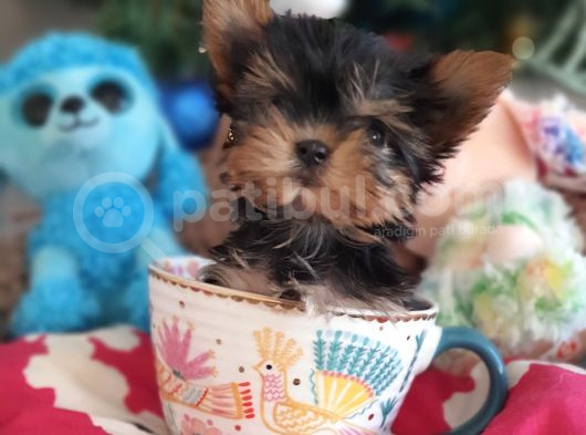 Teacup Yorkshire Terrier Yavrularımız görsel