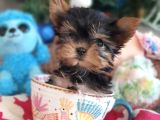 Teacup Yorkshire Terrier Yavrularımız