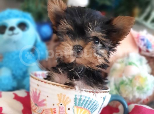 Teacup Yorkshire Terrier Yavrularımız