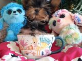 Teacup Yorkshire Terrier Yavrularımız