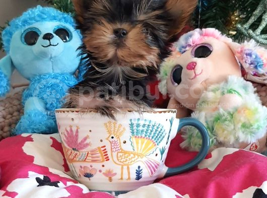Teacup Yorkshire Terrier Yavrularımız görsel