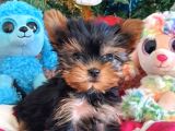 Teacup Yorkshire Terrier Yavrularımız