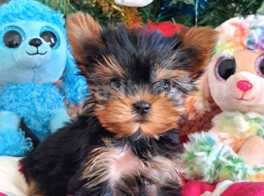 Teacup Yorkshire Terrier Yavrularımız görsel