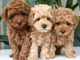Kahve tonlu mini boy puppy sevimli yavrular MALTİPO CİNSİ 