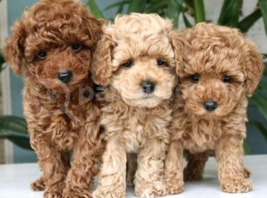 Kahve Tonlu Mini Boy Puppy Sevimli Yavrular Malti̇po Ci̇nsi̇ 