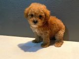 Red Braw Kıpkırmızı Ev Üretimi Tooy Poodle 