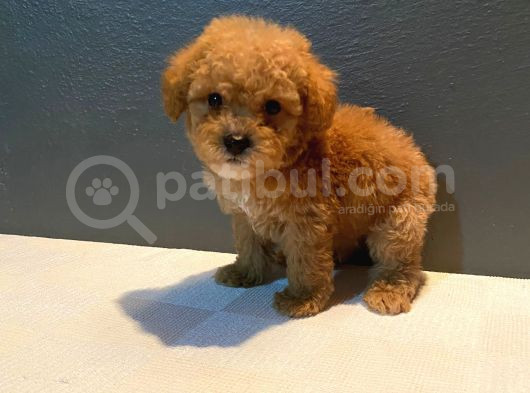 Red Braw Kıpkırmızı Ev Üretimi Tooy Poodle  görsel