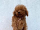 Red braw kıpkırmızı ev üretimi TOOY POODLE 