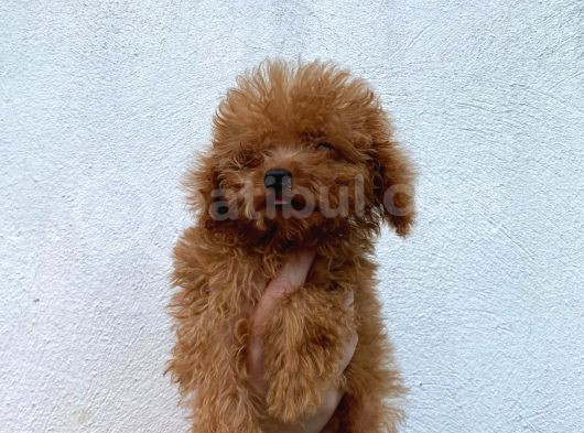 Red Braw Kıpkırmızı Ev Üretimi Tooy Poodle 
