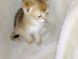 Scottish Fold Golden Short Hair Erkek