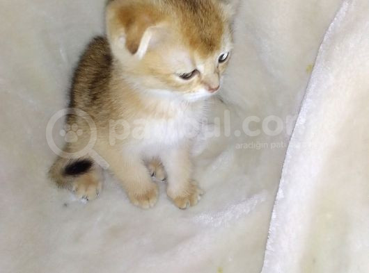 Scottish Fold Golden Short Hair Erkek görsel