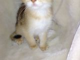 Scottish Fold Golden Short Hair Erkek