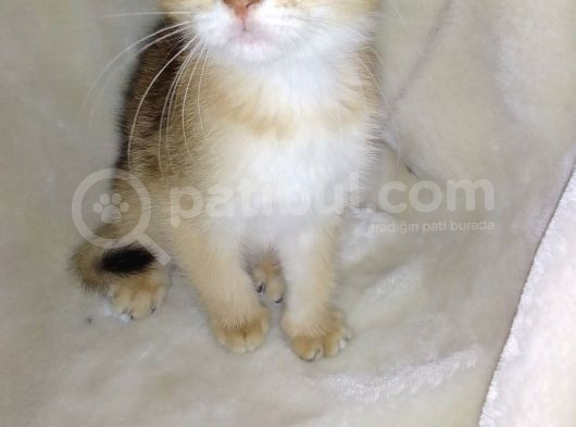 Scottish Fold Golden Short Hair Erkek görsel