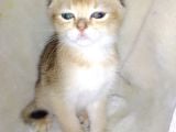 Scottish Fold Golden Short Hair Erkek