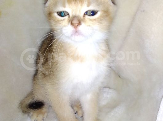 Scottish Fold Golden Short Hair Erkek görsel