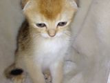 Scottish fold golden short hair erkek