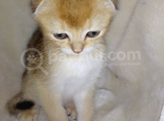 Scottish Fold Golden Short Hair Erkek
