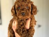 AŞILI GARANTİLİ  RED TOY POODLE BEBEKLER