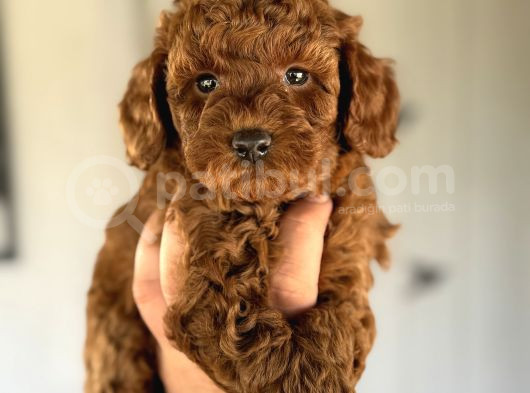 Aşili Garanti̇li̇  Red Toy Poodle Bebekler