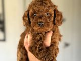 Aşili Garanti̇li̇  Red Toy Poodle Bebekler