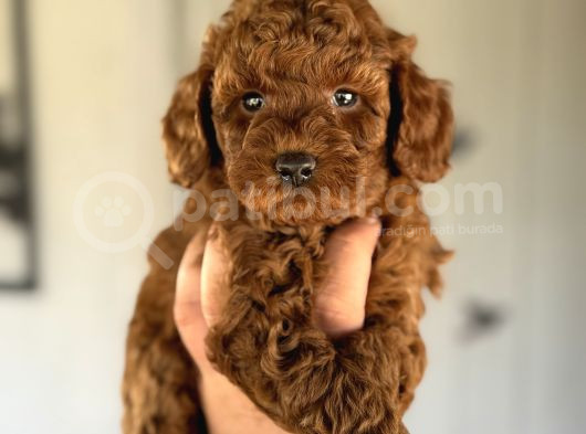 Aşili Garanti̇li̇  Red Toy Poodle Bebekler görsel