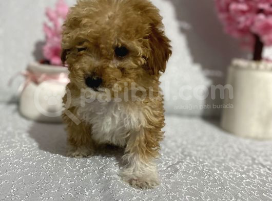 Maltipoo Şekerleri Yeni Yuvasını Arıyor görsel
